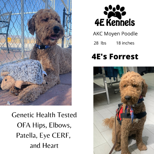 Goldendoodle Breeder Las Vegas Badass Breeder 4E Kennels